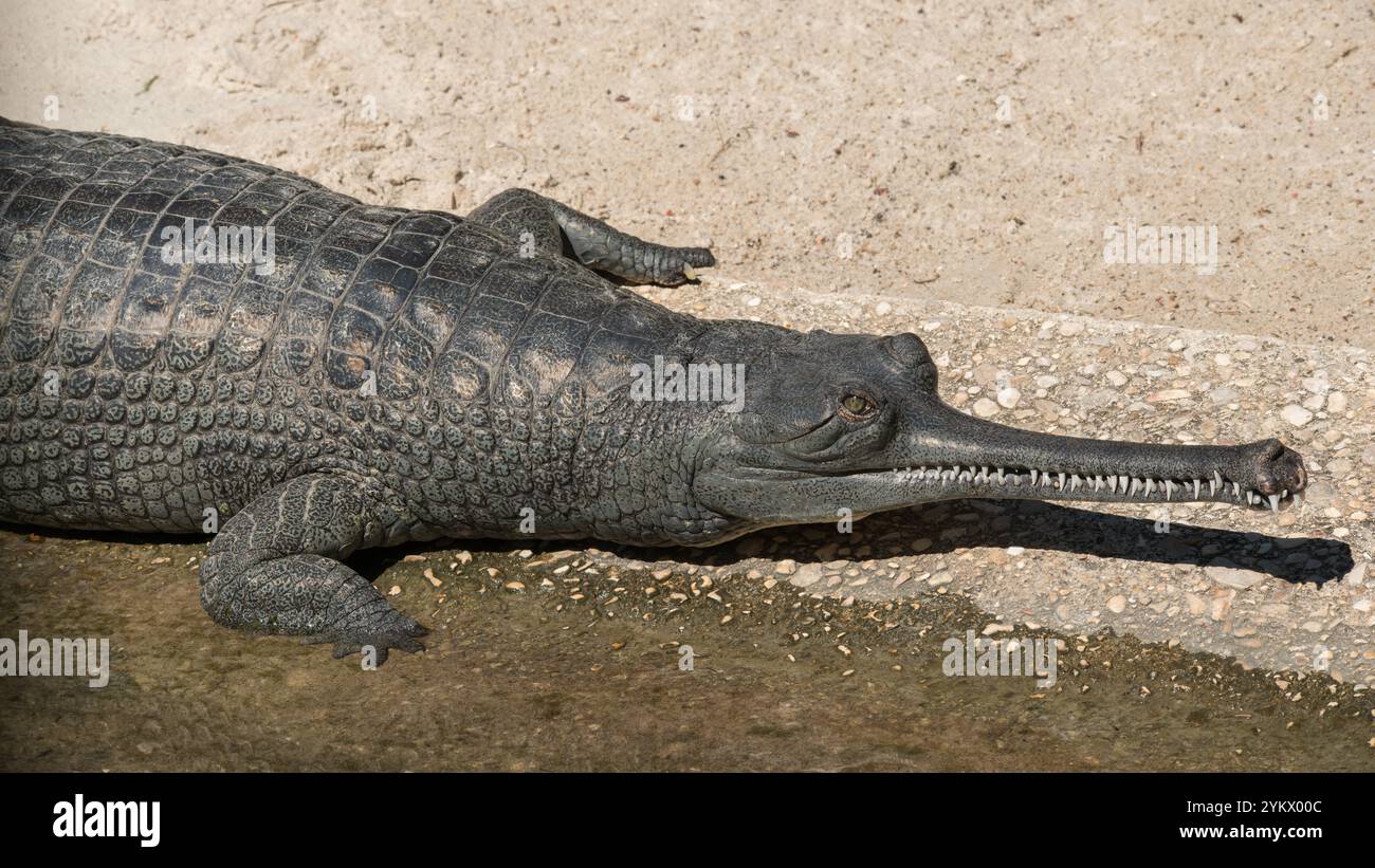 Indian Gharial Stock Photo