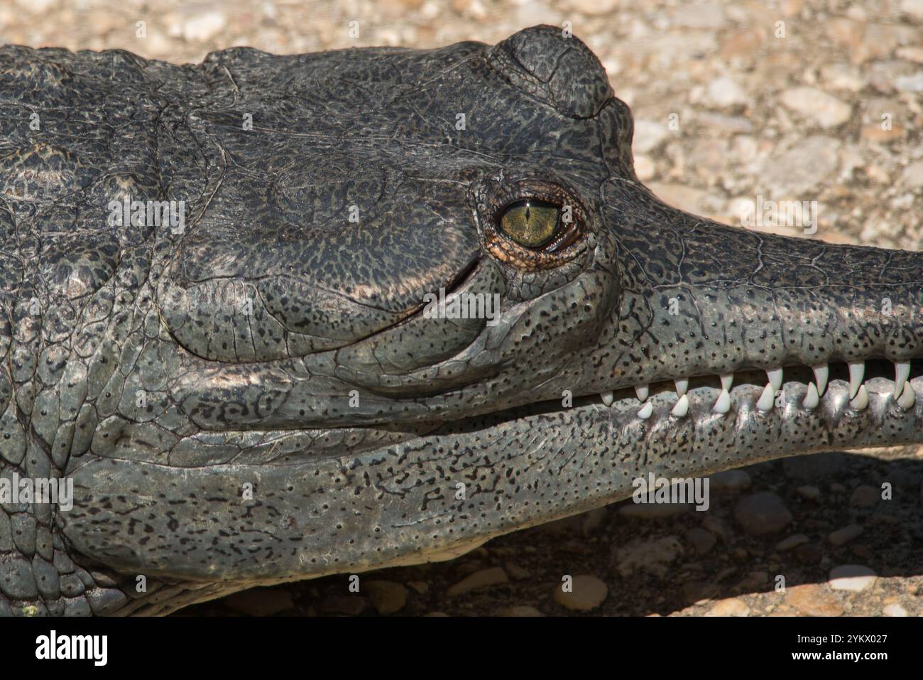 Indian Gharial Stock Photo