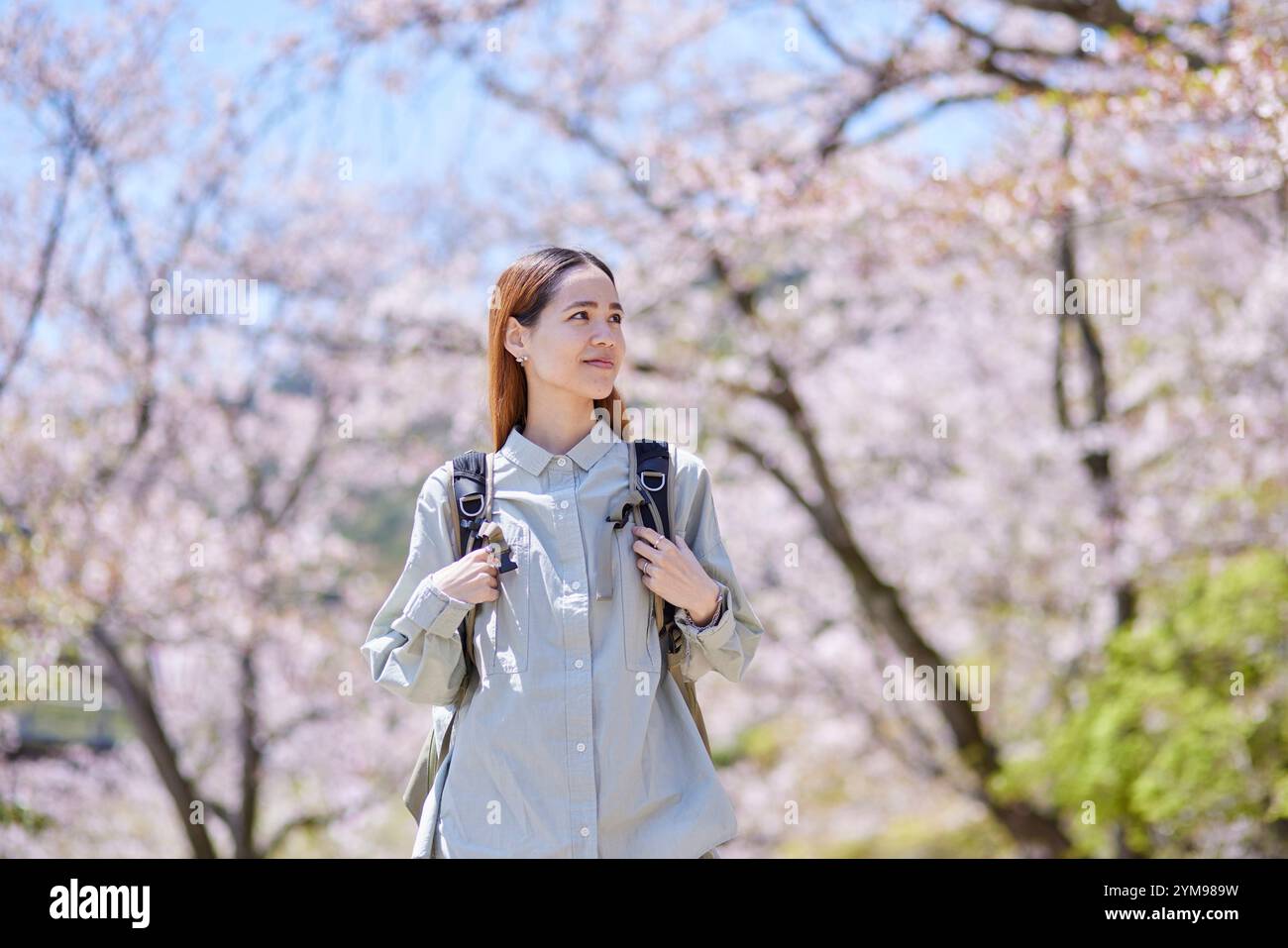 Inbound female tourists enjoying cherry blossom viewing Stock Photo