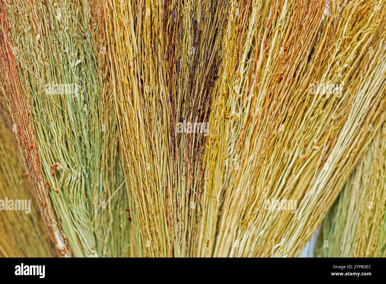 natural background of twigs used for bath and cleaning brooms Stock Photo