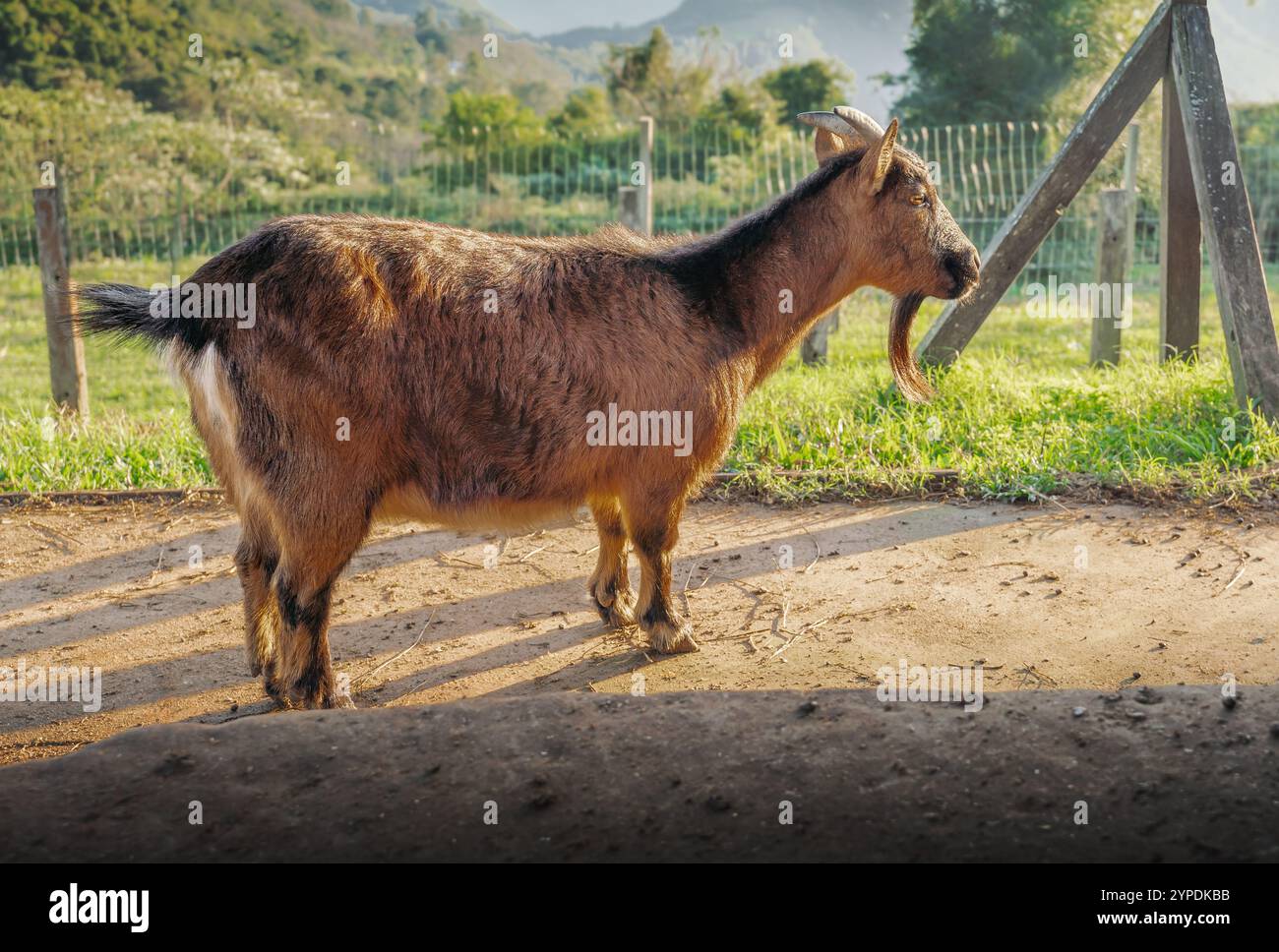 Male Domestic Goat (Capra hircus) Stock Photo