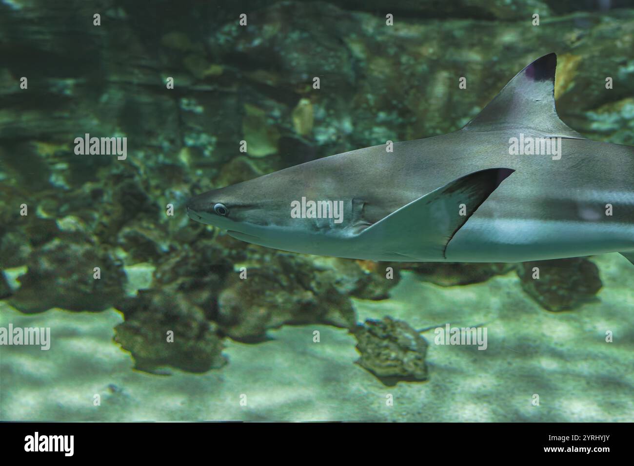 Squalidae (dog shark) Stock Photo