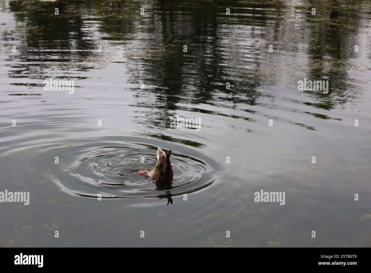 lone duck ducking in a duck pond Stock Photo