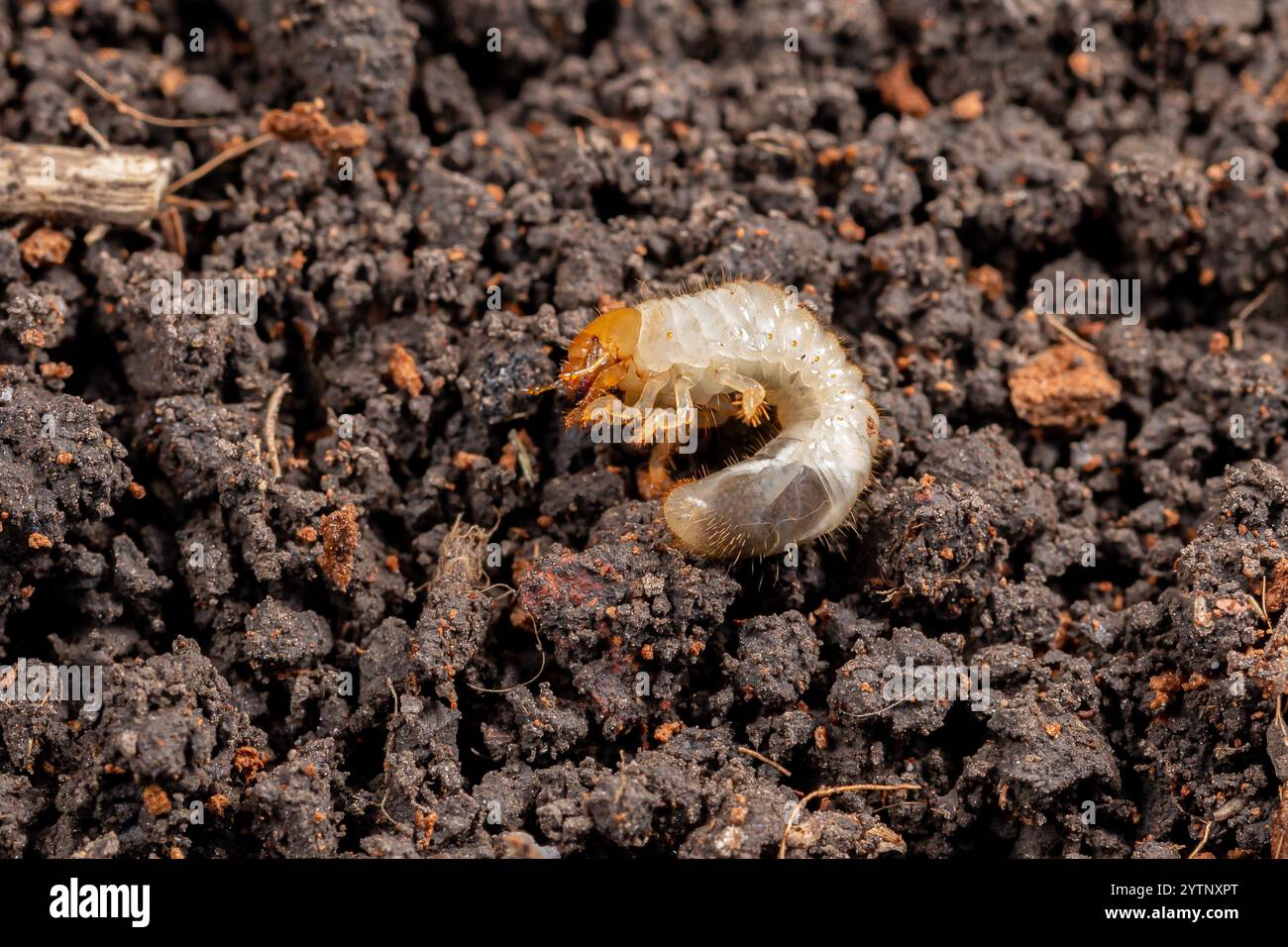 White grub in soil of lawn. Concept of lawncare, lawn and garden pest control. Stock Photo