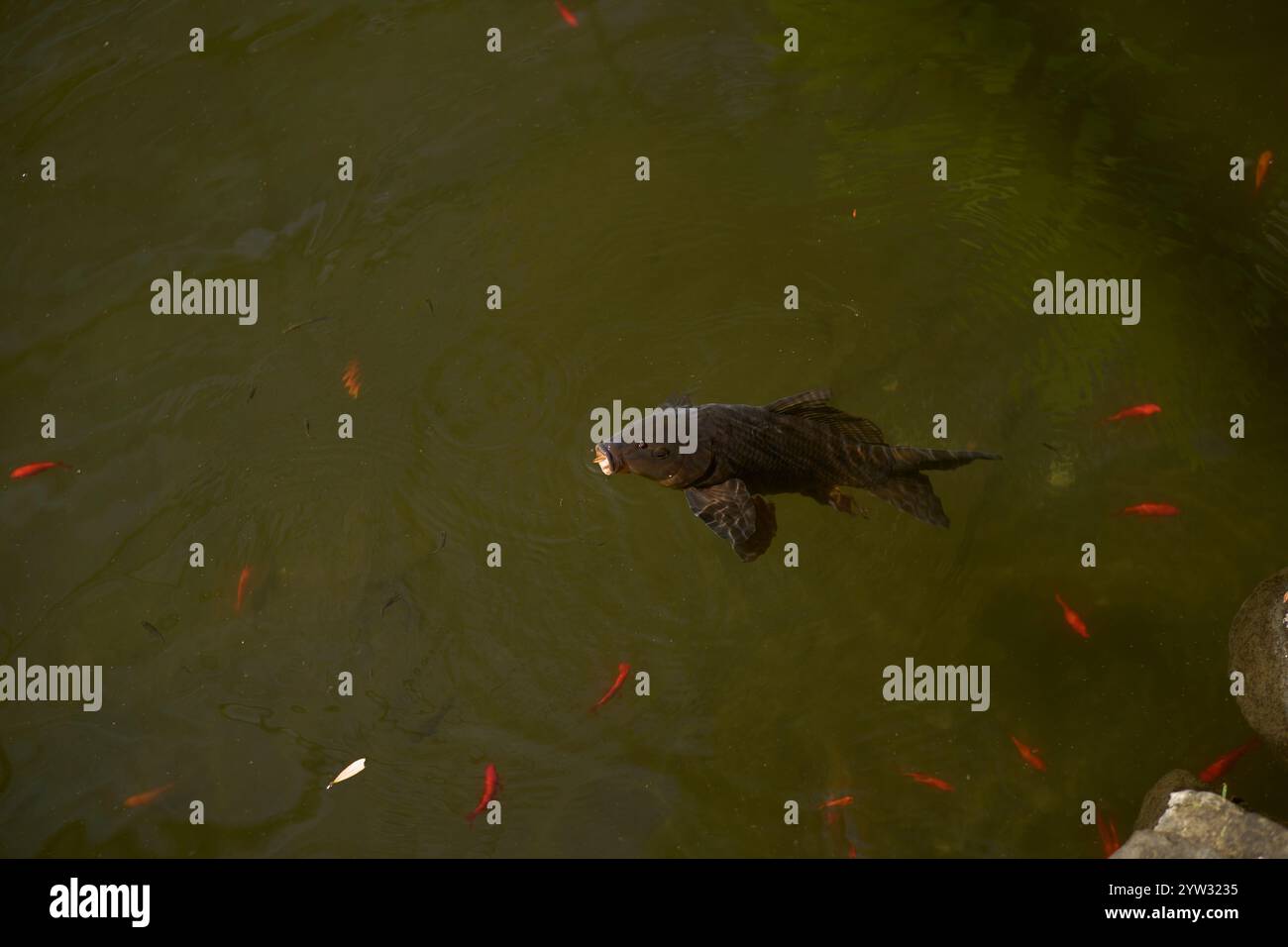 A large black fish swims among smaller red fish in a greenish pond. Stock Photo