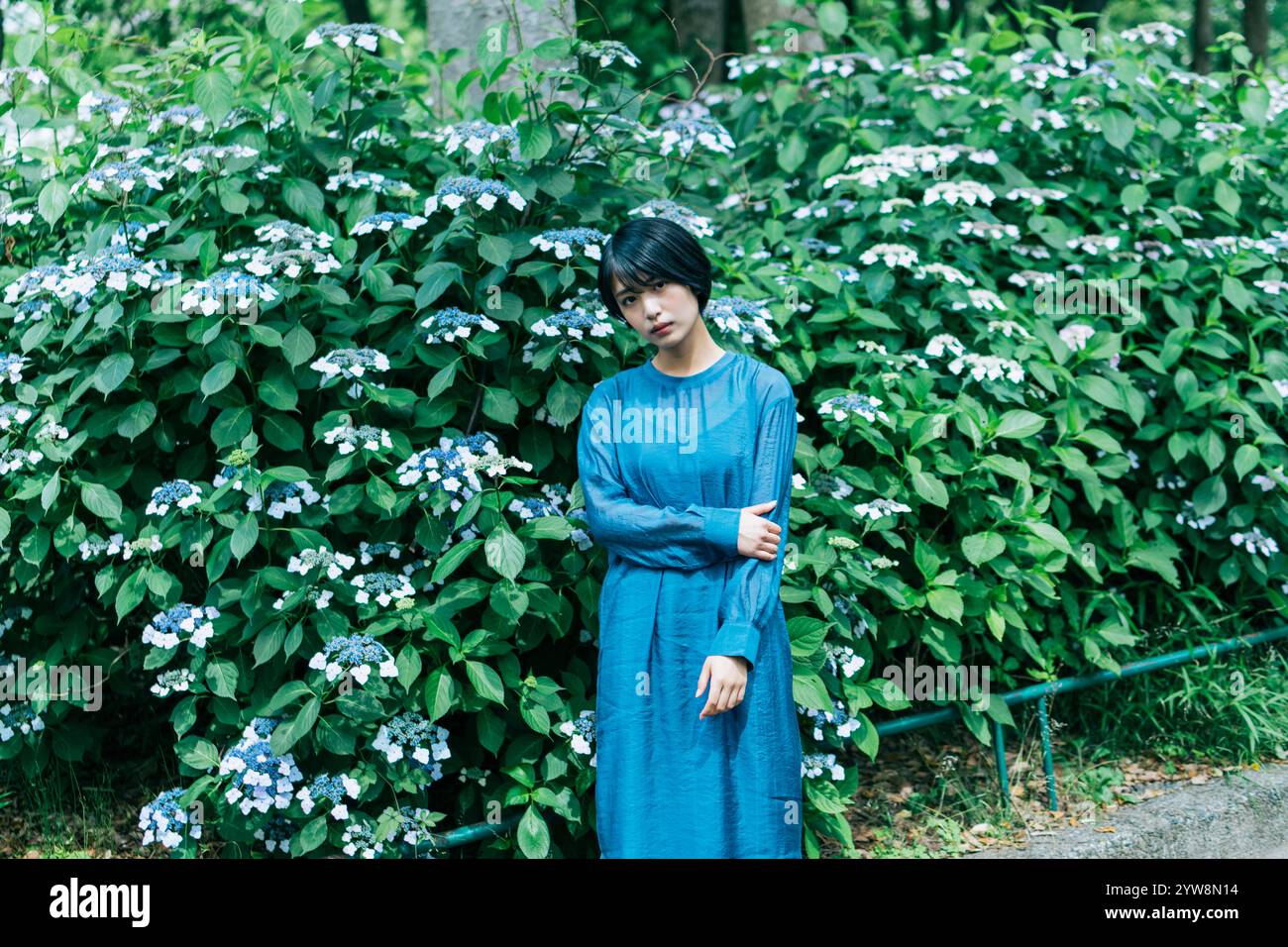 Hydrangea, woman, portrait Stock Photo