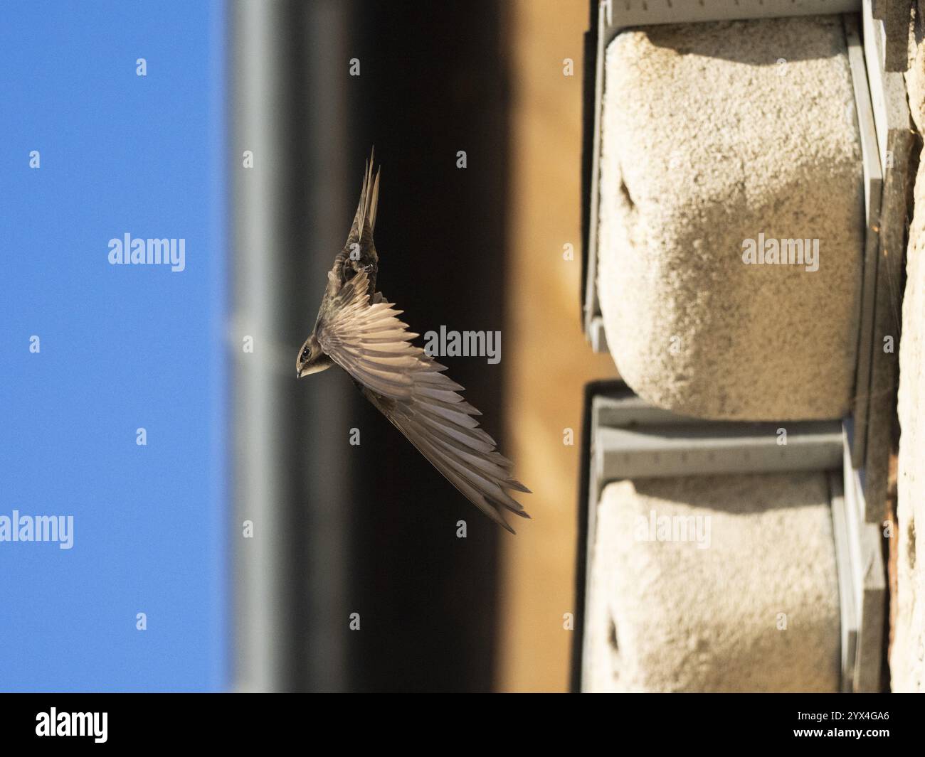 Common swift (Apus apus), adult bird in flight leaving its nest, which is one of a row of artificial nest boxes which have been put on the building sp Stock Photo