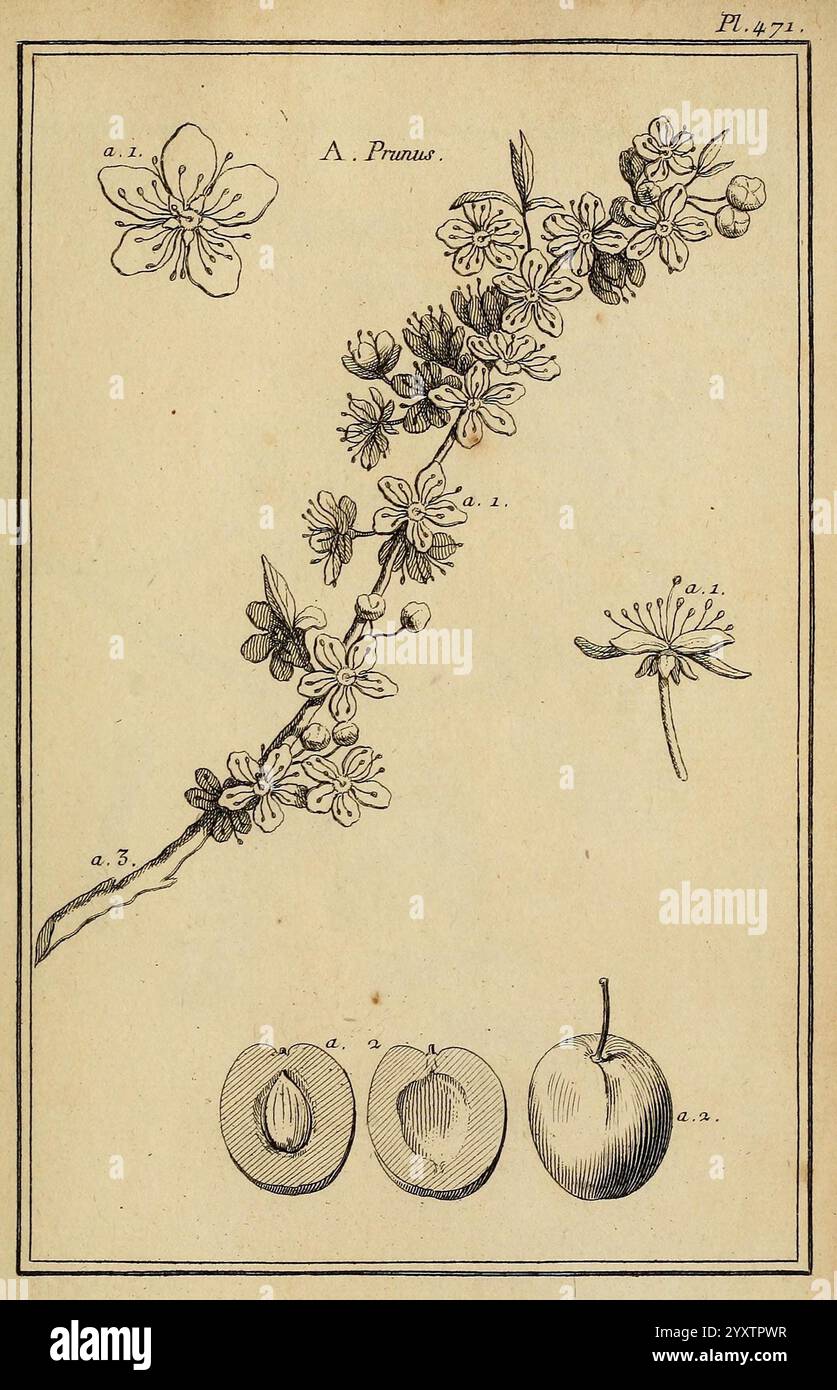 Les figures des plantes et animaux d'usage en medecine, Paris, Desprez, 1764-1765, materia medica, pictorial works, medicinal plants, Prunus, A detailed botanical illustration showcasing the Prunus species. At the top, delicate flowers with five petals are labeled as a. The central portion features a graceful branch adorned with multiple blooms, demonstrating the intricate design and symmetry of the petals. Below the branch, three fruit specimens are depicted: a small round fruit, an ovoid one, and a larger, fleshy fruit. Each specimen is labeled, highlighting the diversity within the Prunus g Stock Photo