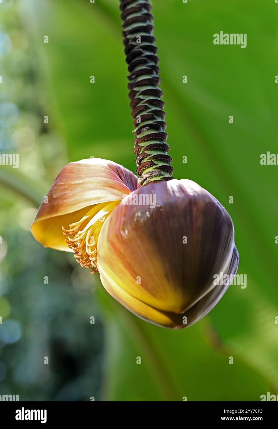 Japanese Banana, aka Hardy Fiber Banana, Japanese Fiber Banana, Japanese Hardy Banana, Musa basjoo, Musaceae. Japan, Asia. Stock Photo