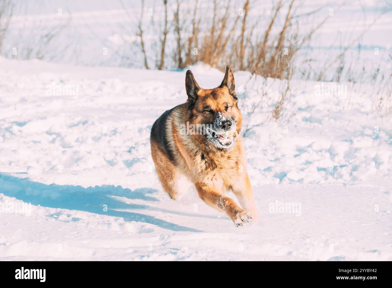 Purebred Adult Alsatian Wolf Dog Fast Running Outdoor. Snow Winter Sunny Day. Pet Friendship Concept. Playful Shepherd Dog Outdoors Winter Season Stock Photo