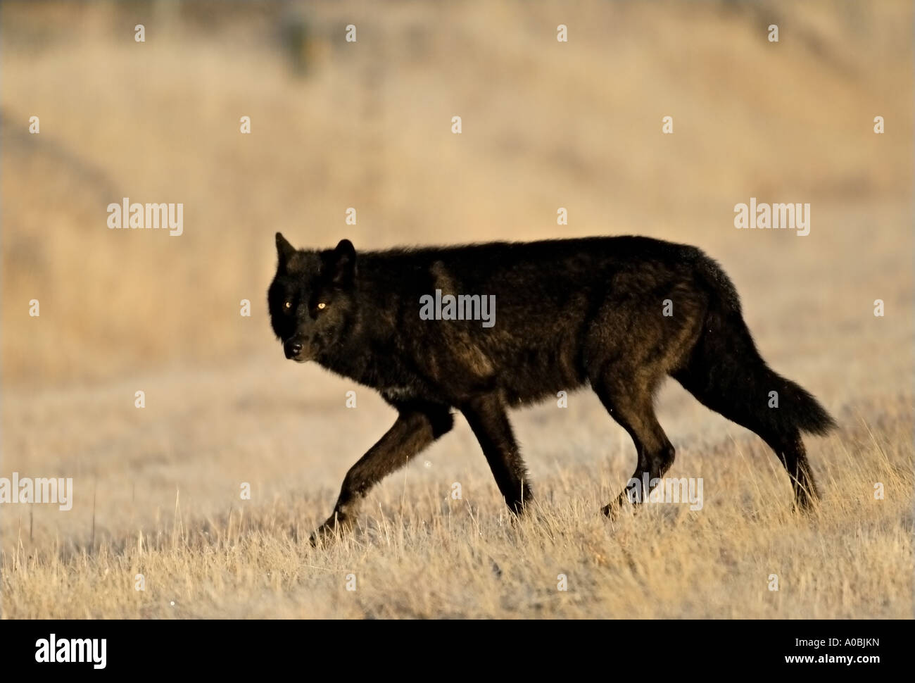 A Black Wolf Stock Photo