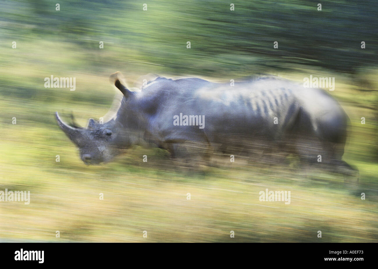 Charging black rhinoceros Stock Photo