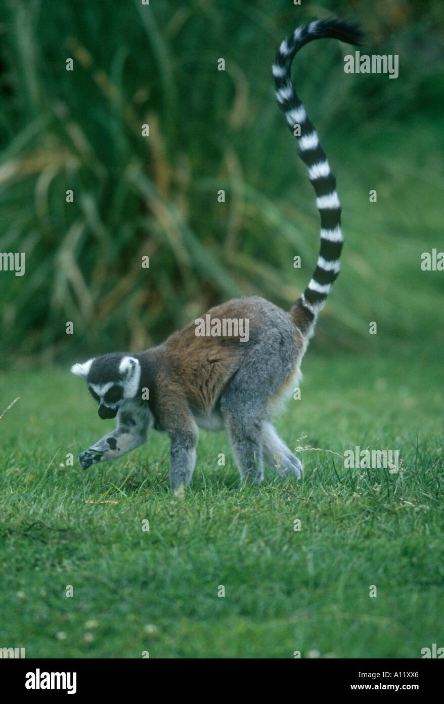 spider monkey looking for food Stock Photo