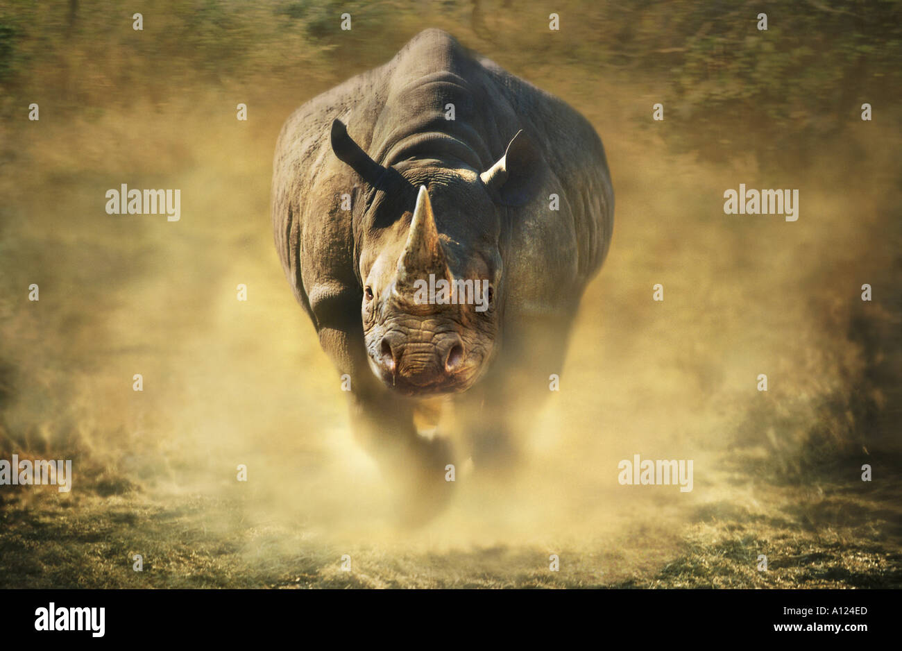 Charging black rhinoceros Stock Photo