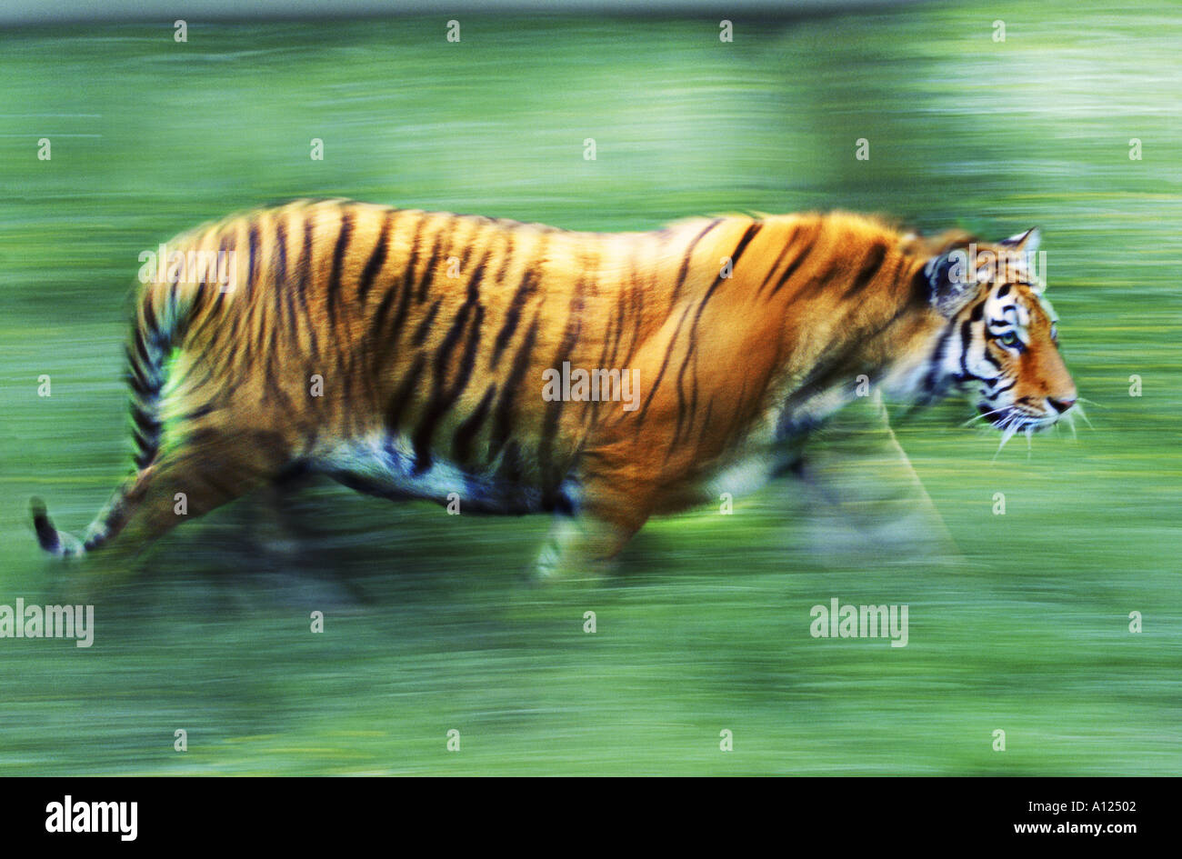 Tiger walking Stock Photo