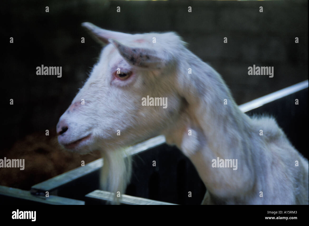 Sad goat Stock Photo