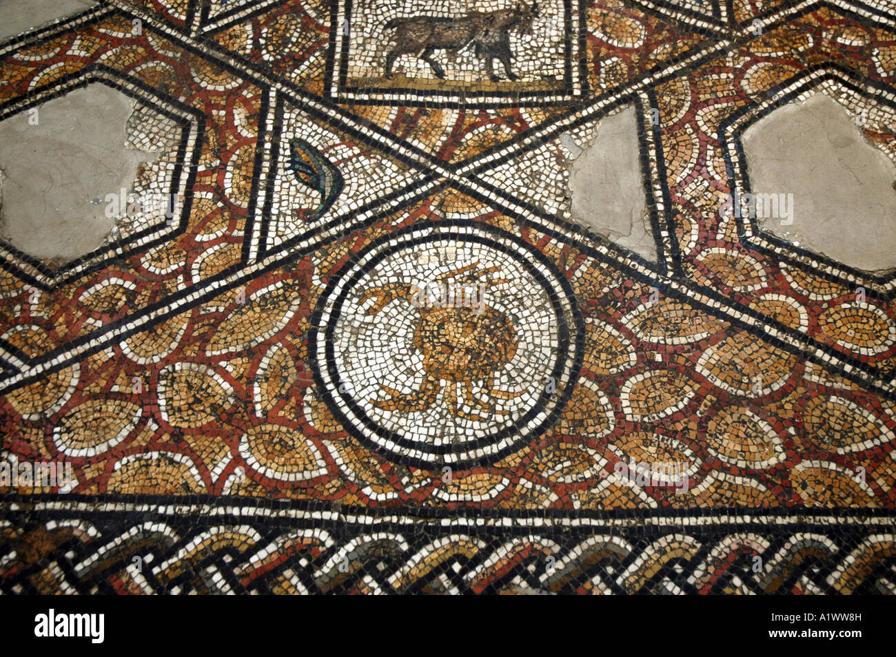 Crab horoscope sign on Roman mosaic in The Bardo museum in Tunis, capital of Tunisia Stock Photo