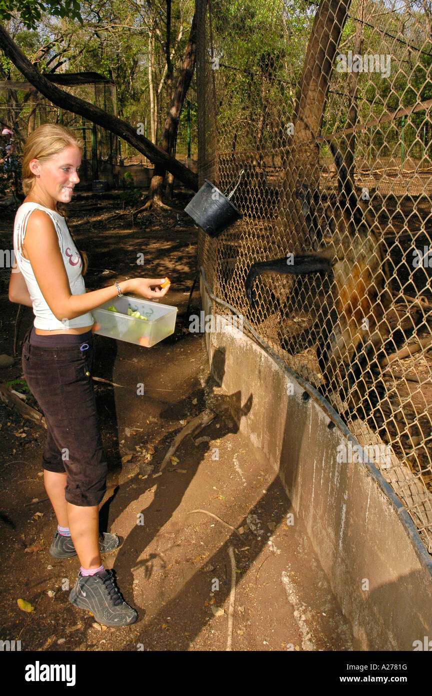 Animal rescue center volunteer feeding Black-handed Spider Monkey, Guanacaste Province, Costa Rica, Central America Stock Photo