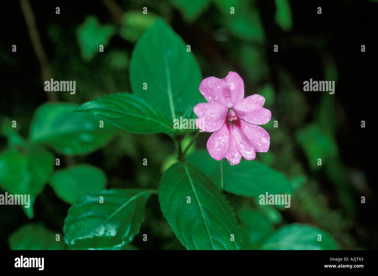 Busy Lizzie Impatiens walleriana Costa Rica Stock Photo