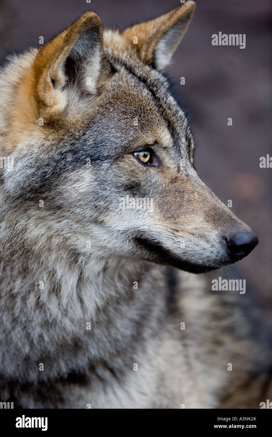 Wolf Stock Photo