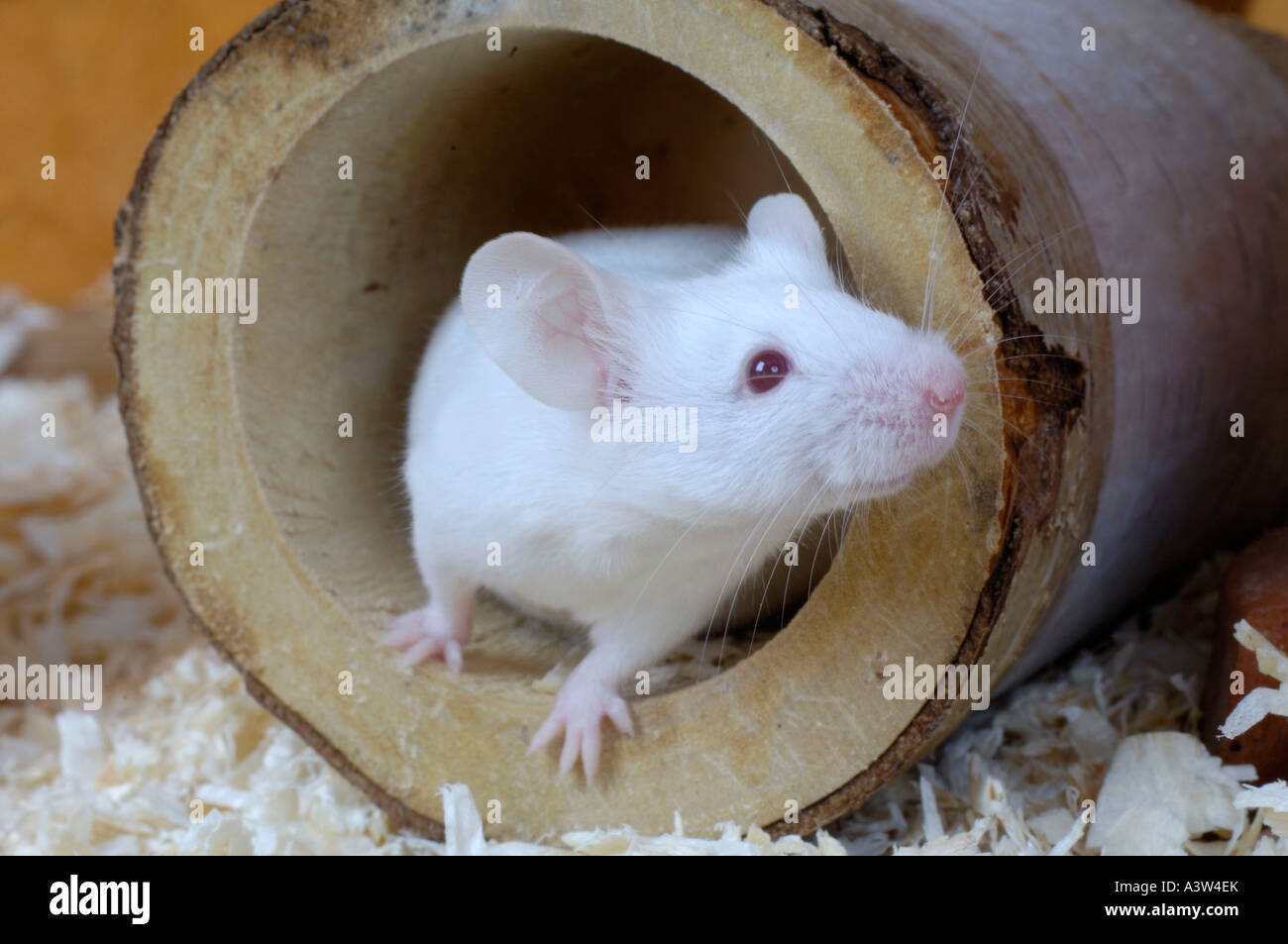 Laboratory Mouse / Domestic Mouse  Stock Photo