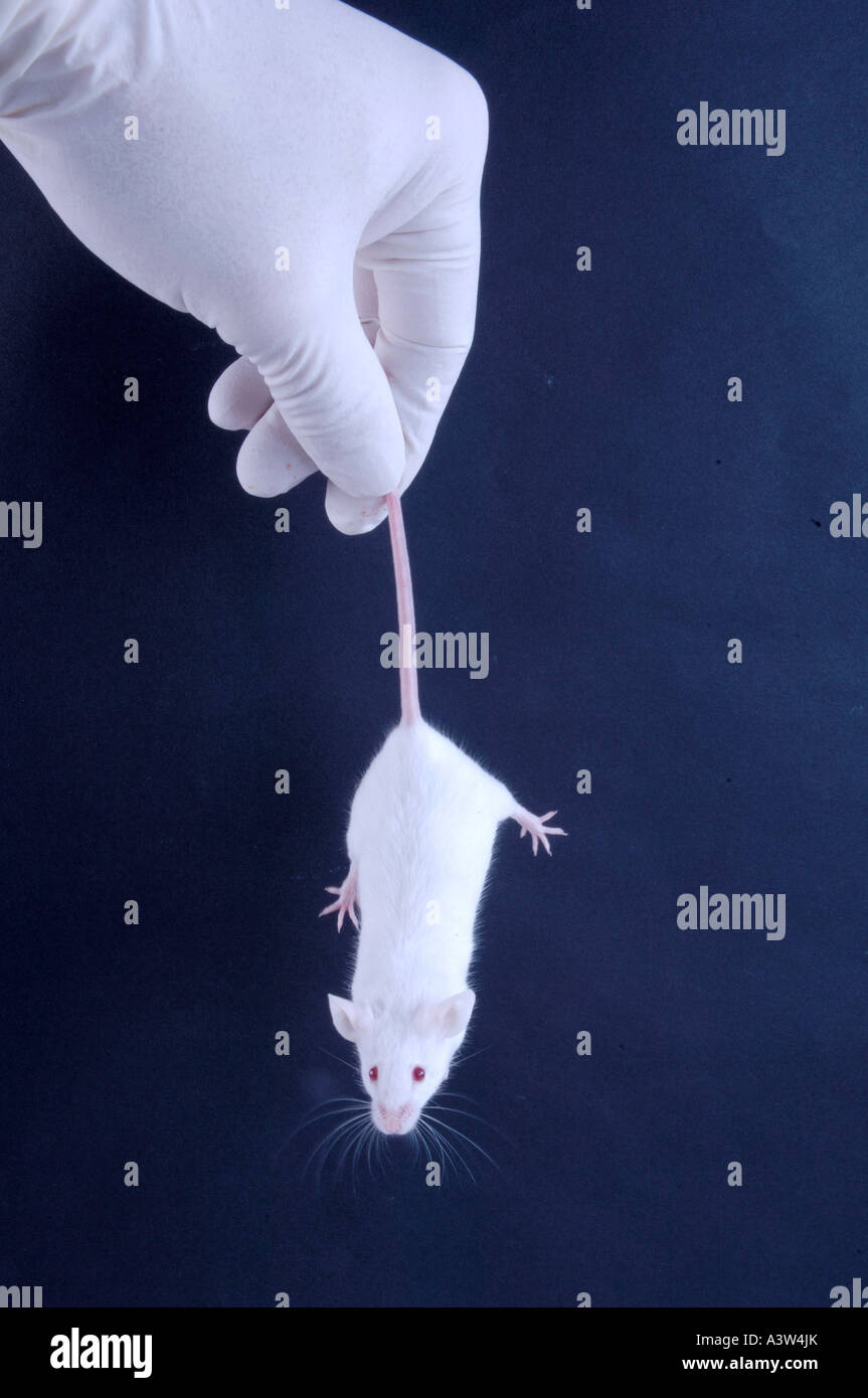 Laboratory Mouse  Stock Photo