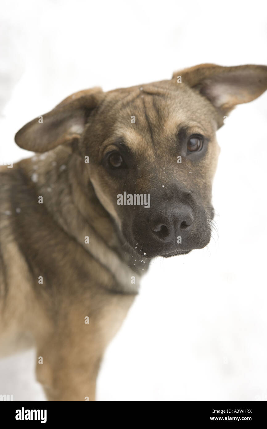 german shepherd cross puppy in snow Stock Photo