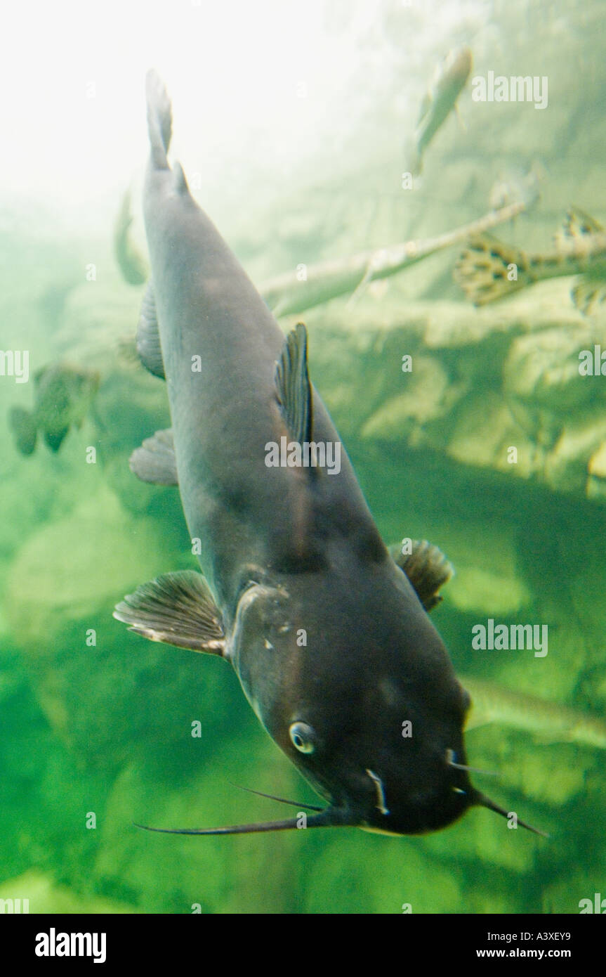 Blue Catfish Ictalurus furcatus In Bass Pro Shops Fish Tank Clarksville Indiana Stock Photo