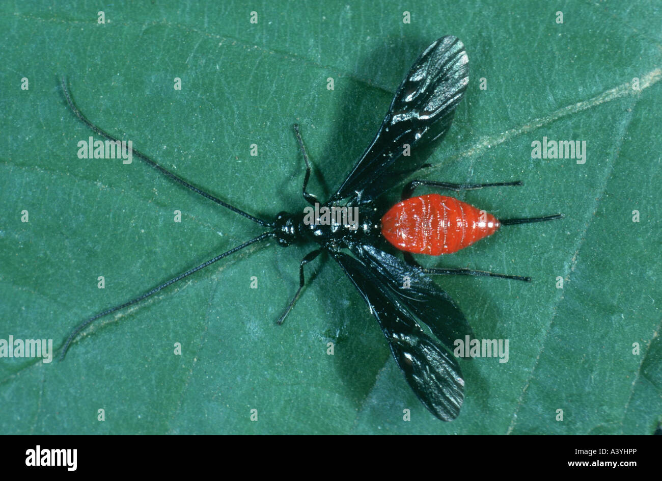 ichneumon fly (Iphiaulax imperator) Stock Photo