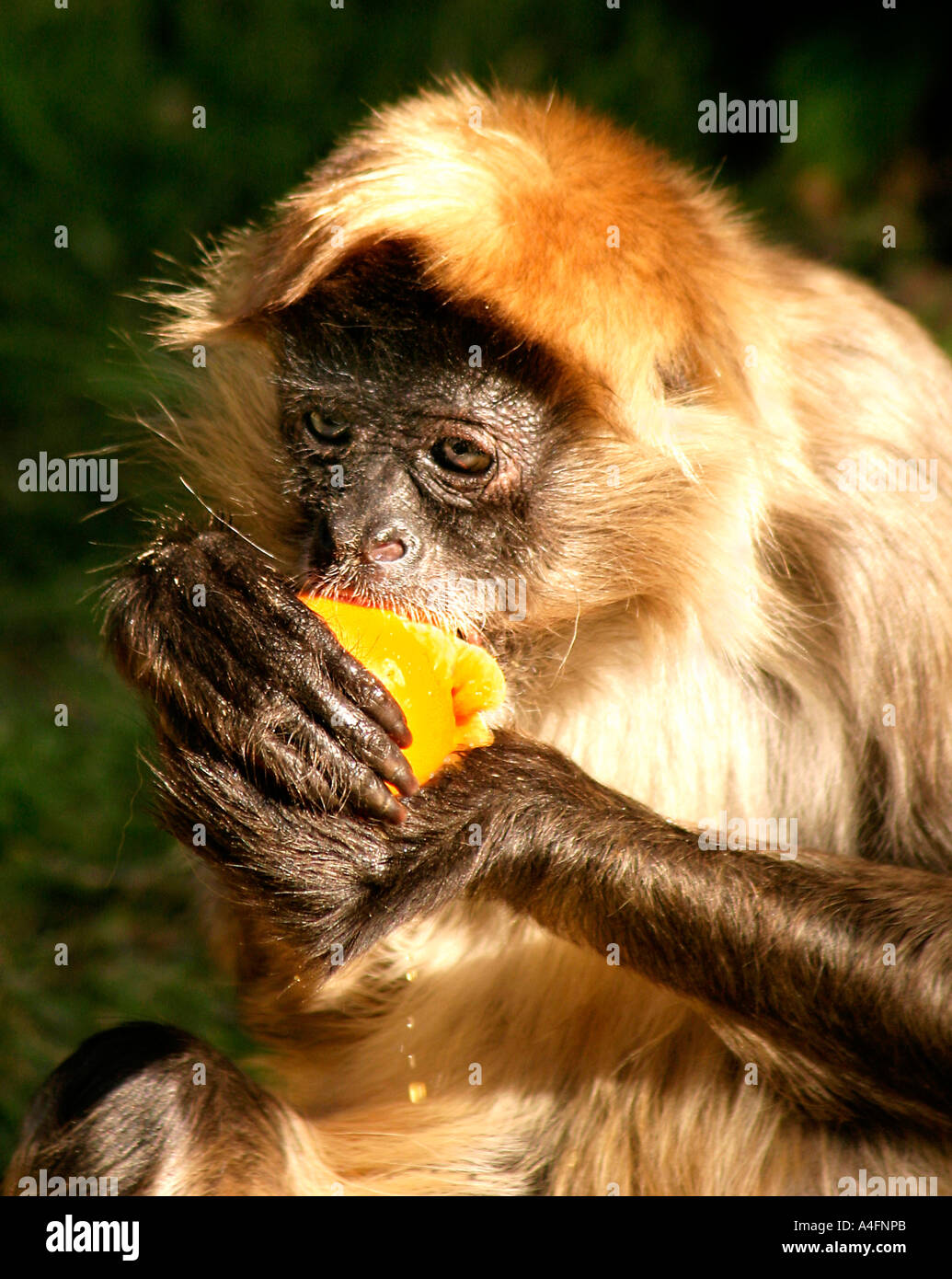 monkey with orange Stock Photo