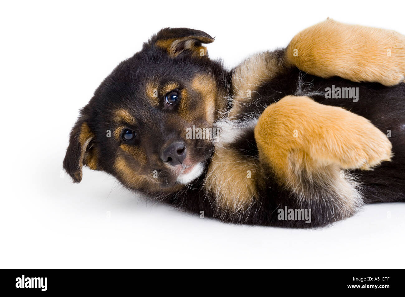 Shepherd Cross Puppy Stock Photo