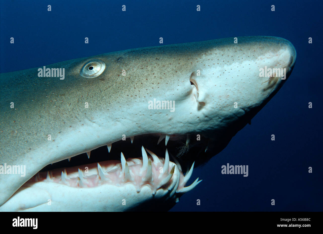 head of a shark Carcharias taurus a clos up picture from the sandtiger shark, North Carolina, USA Stock Photo