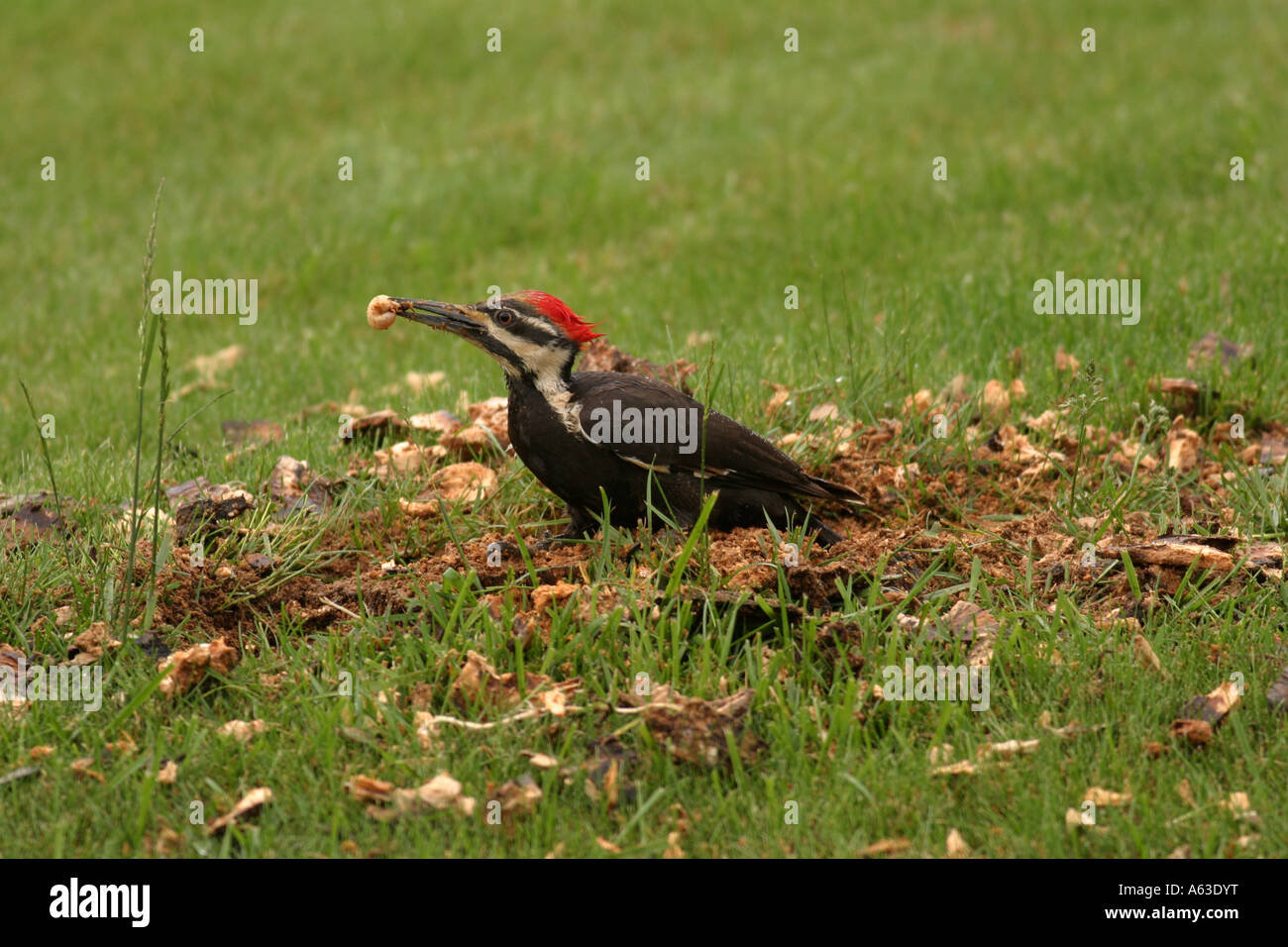 Pileated Woodpecker eating grub Stock Photo