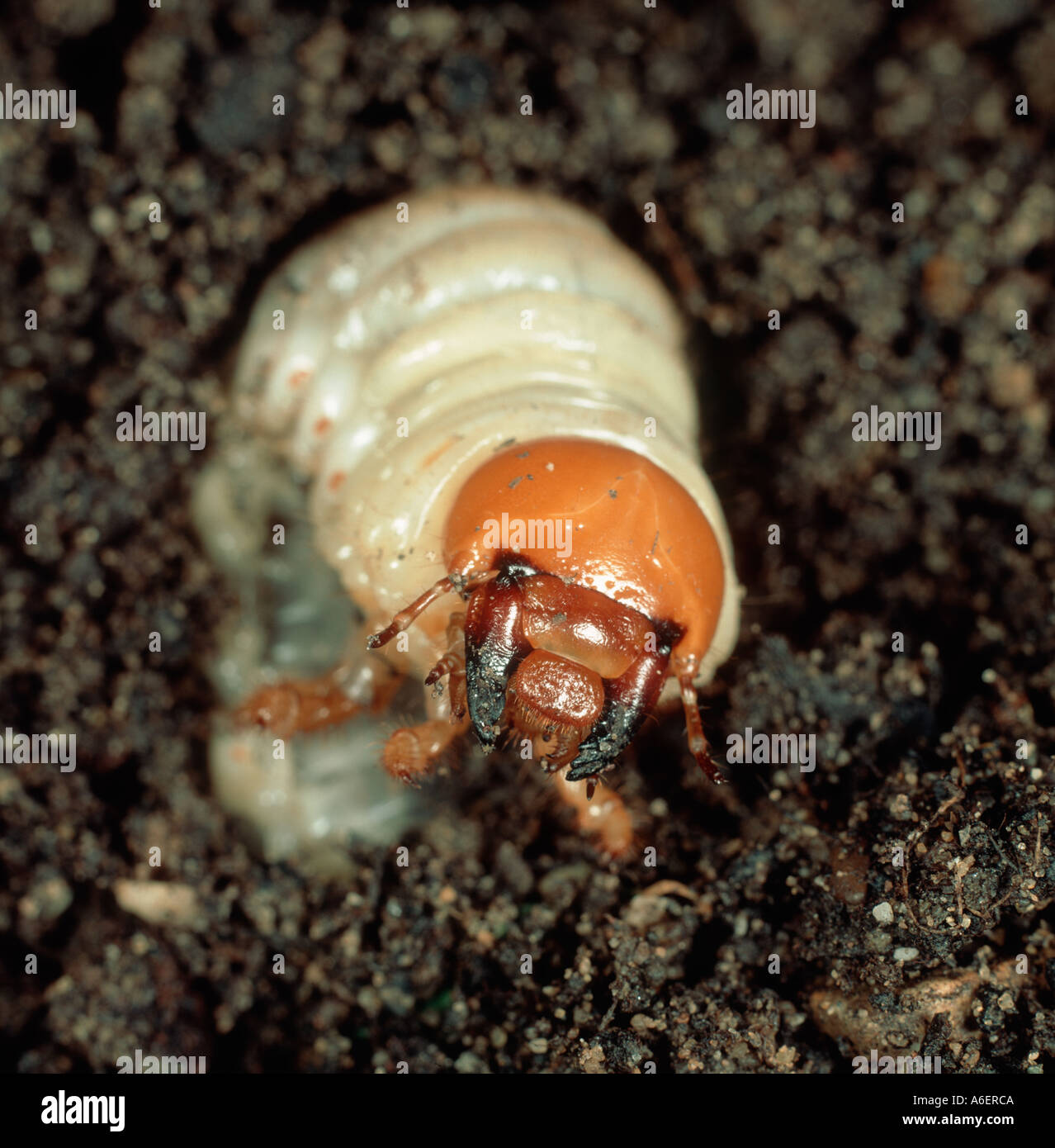 European cockchafer Melolontha melolontha grub Stock Photo