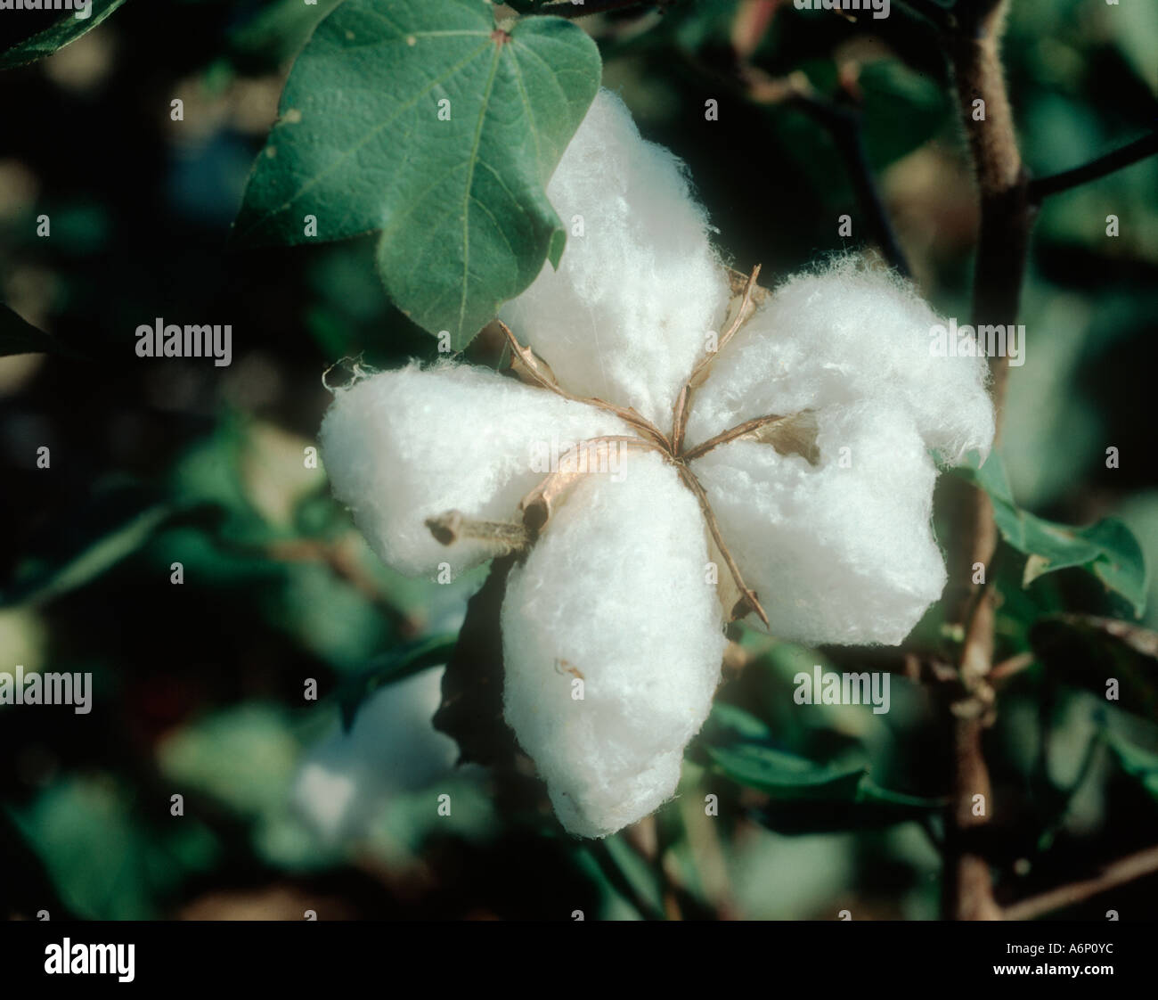 Cotton open boll Louisiana USA Stock Photo