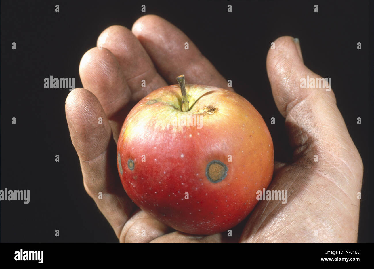 hand holding an apple only poor man s hand Stock Photo