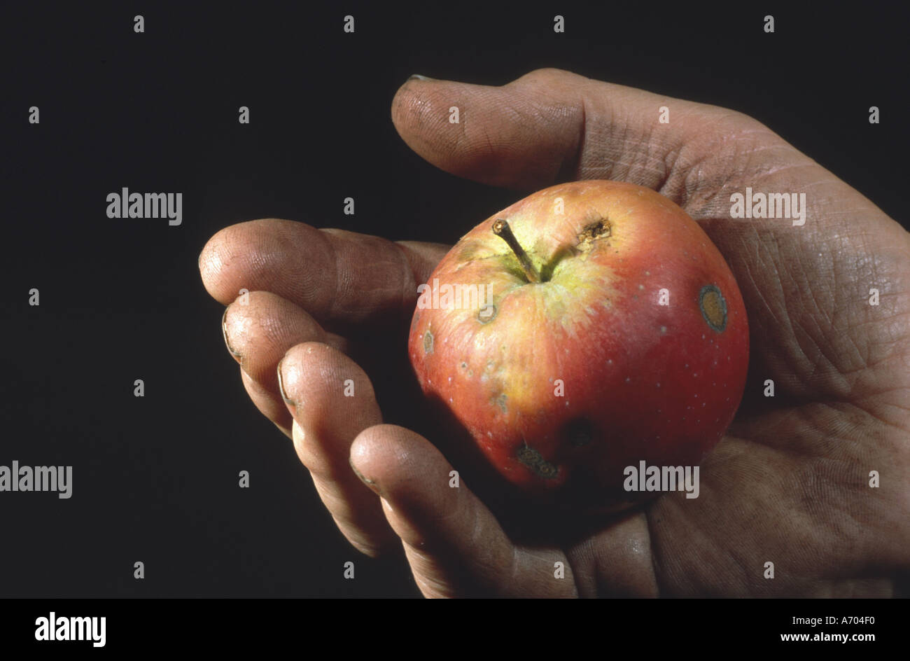 hand holding an apple only poor man s hand Stock Photo