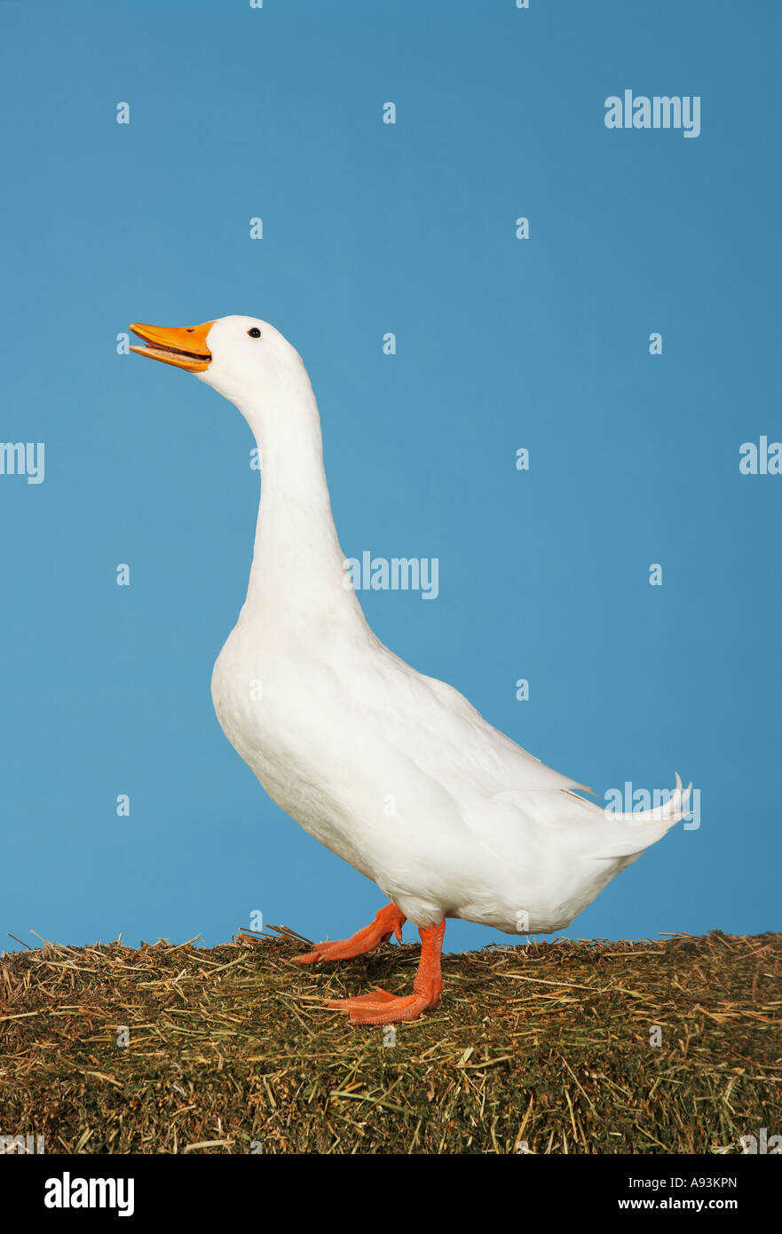 Side view of goose against blue background Stock Photo