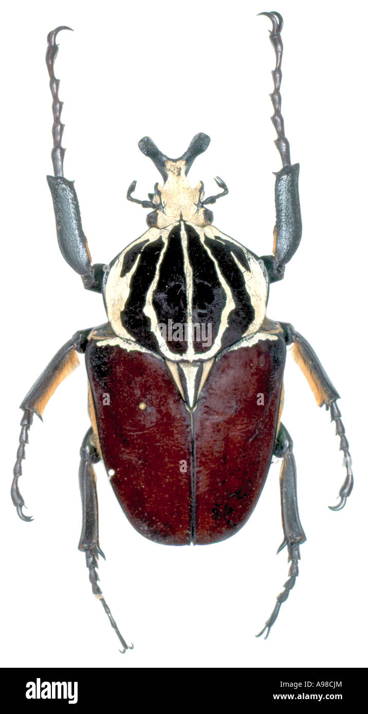 Goliathus goliathus goliath beetle Stock Photo