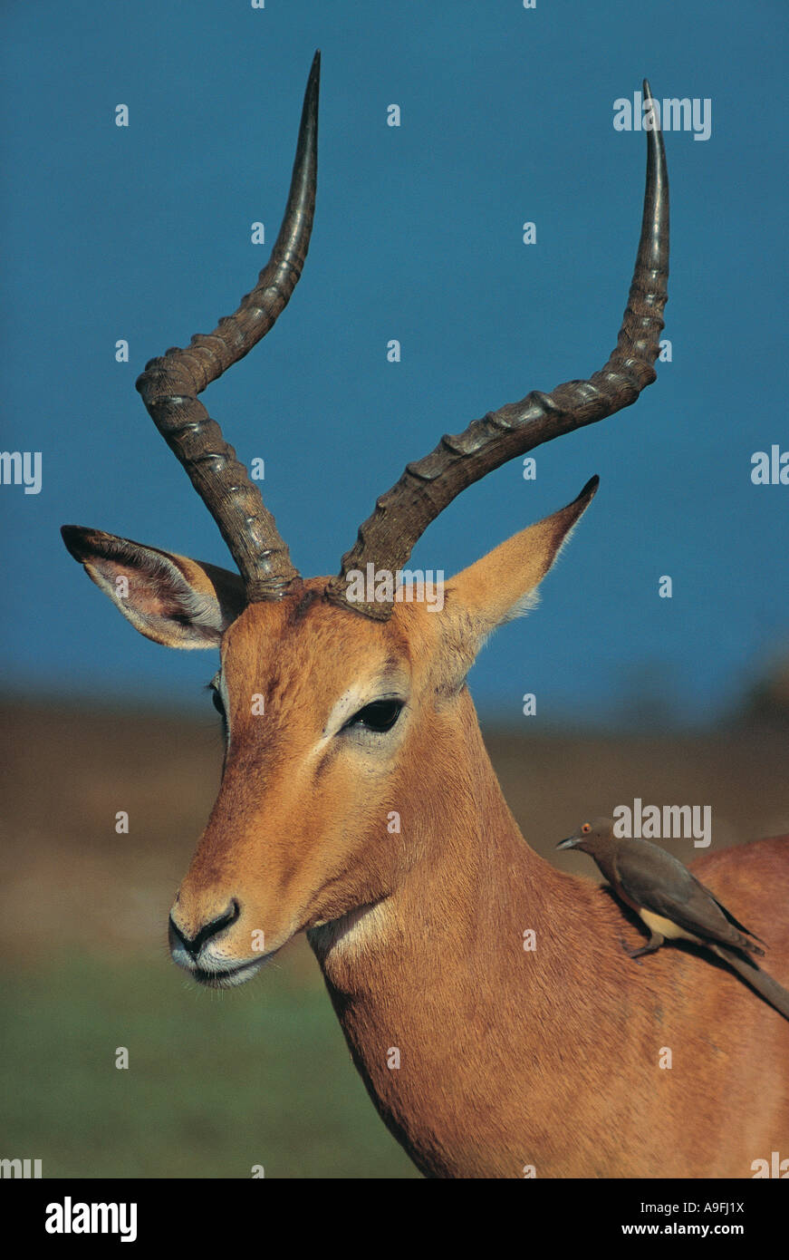 Portrait of Male Impala with an Ox Pecker on its neck Kruger National Park South Africa Stock Photo