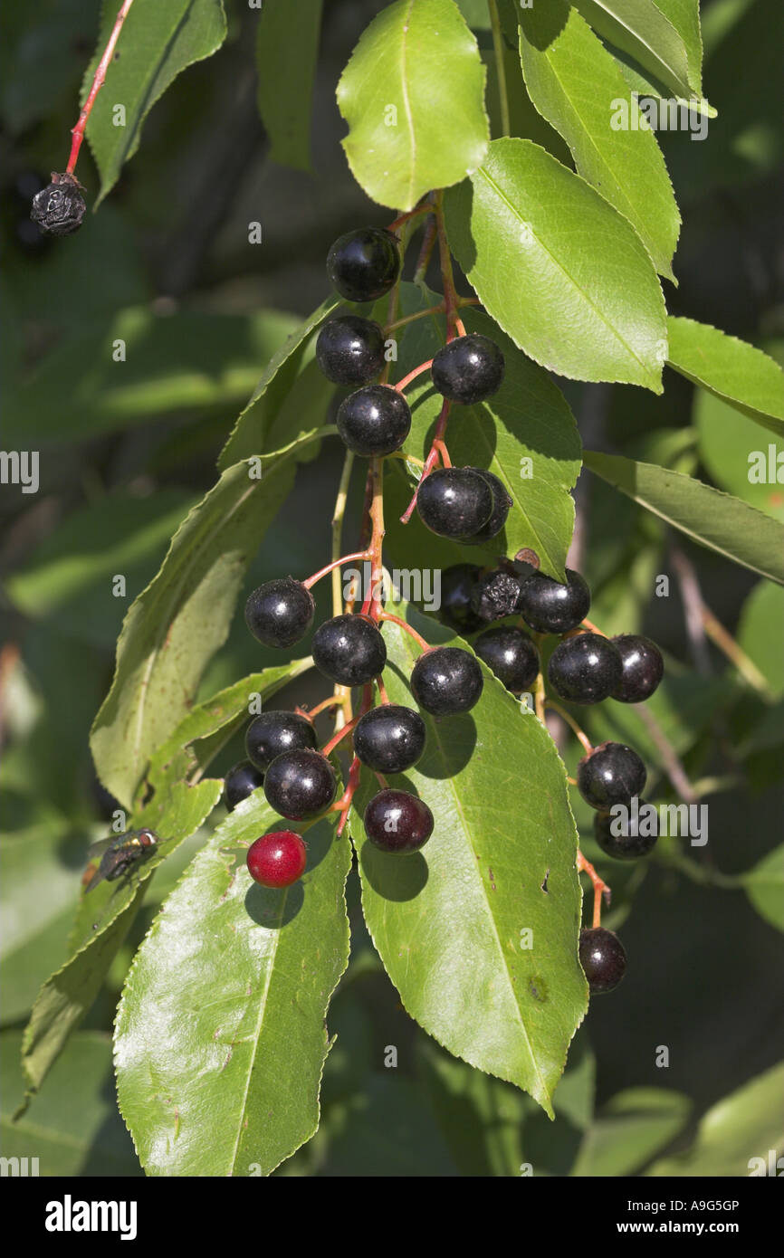 wild black cherry (Prunus serotina), mature fruits Stock Photo