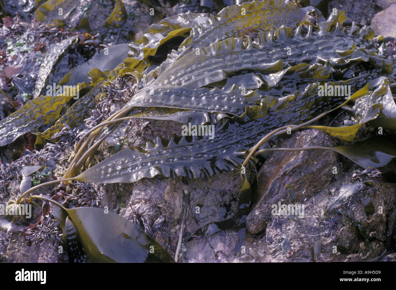 Sugar Kelp Seaweed Laminaria saccharina AKA Poor Man s Weather Glass Causand Plymouth Sound Stock Photo