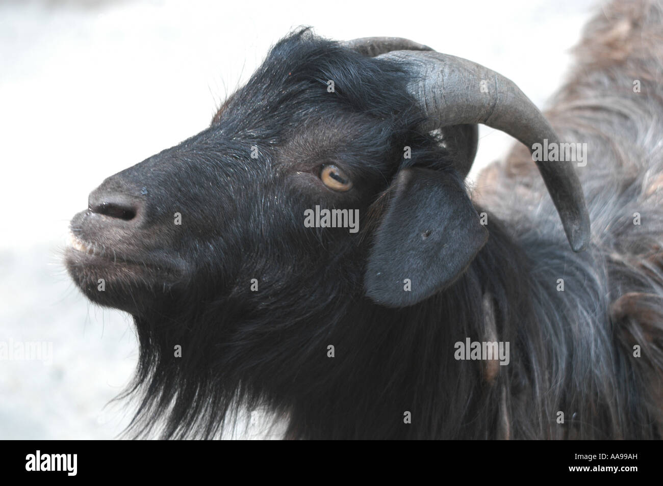 black goat in south china Stock Photo