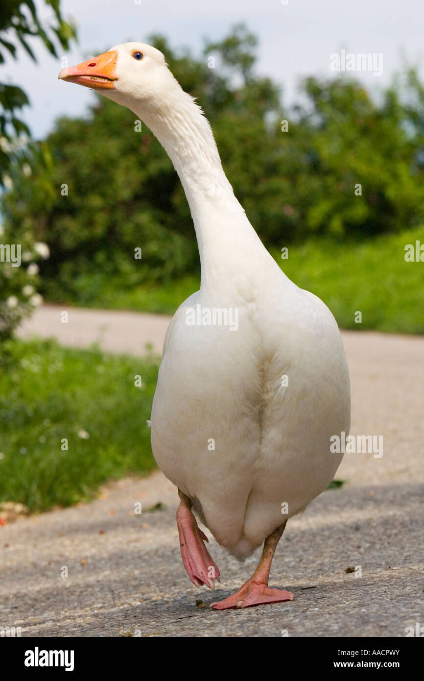 Goose Stock Photo