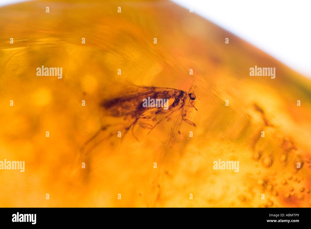 Fossilised Dominican amber with trapped insect Stock Photo - Alamy