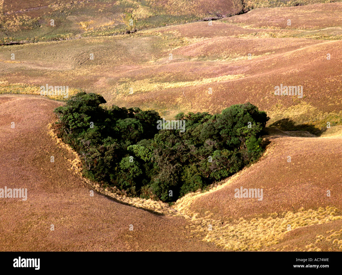 SHOLA FORMATION IN THE MIDST OF MONTANE GRASSLANDS OF ERAVIKULAM NATIONAL PARK Stock Photo