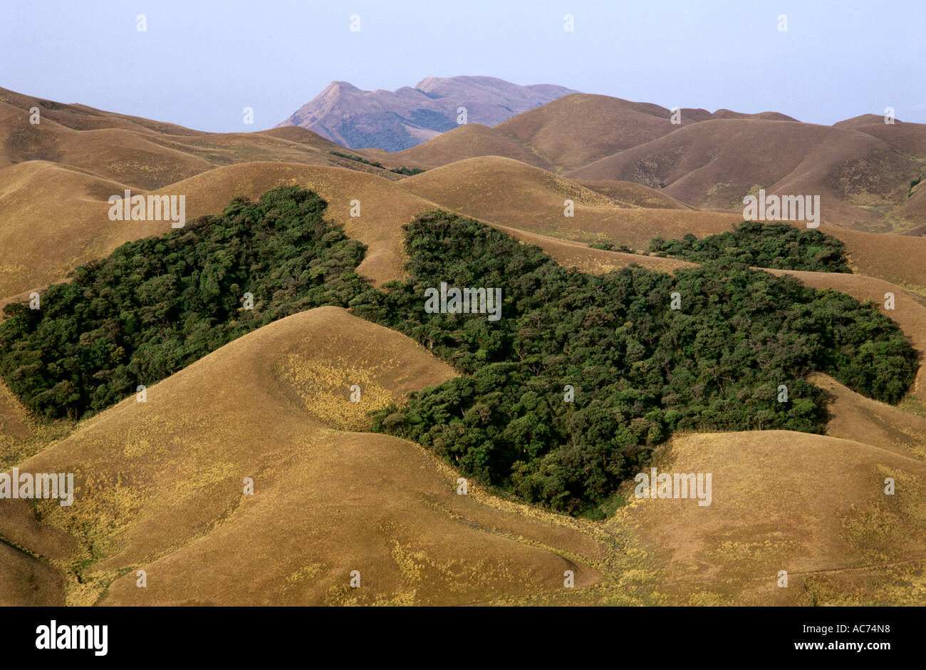 ROLLING GRASSLAND WITH SHOLA FORESTS IN BETWEEN, ERAVIKULAM NATIONAL PARK Stock Photo