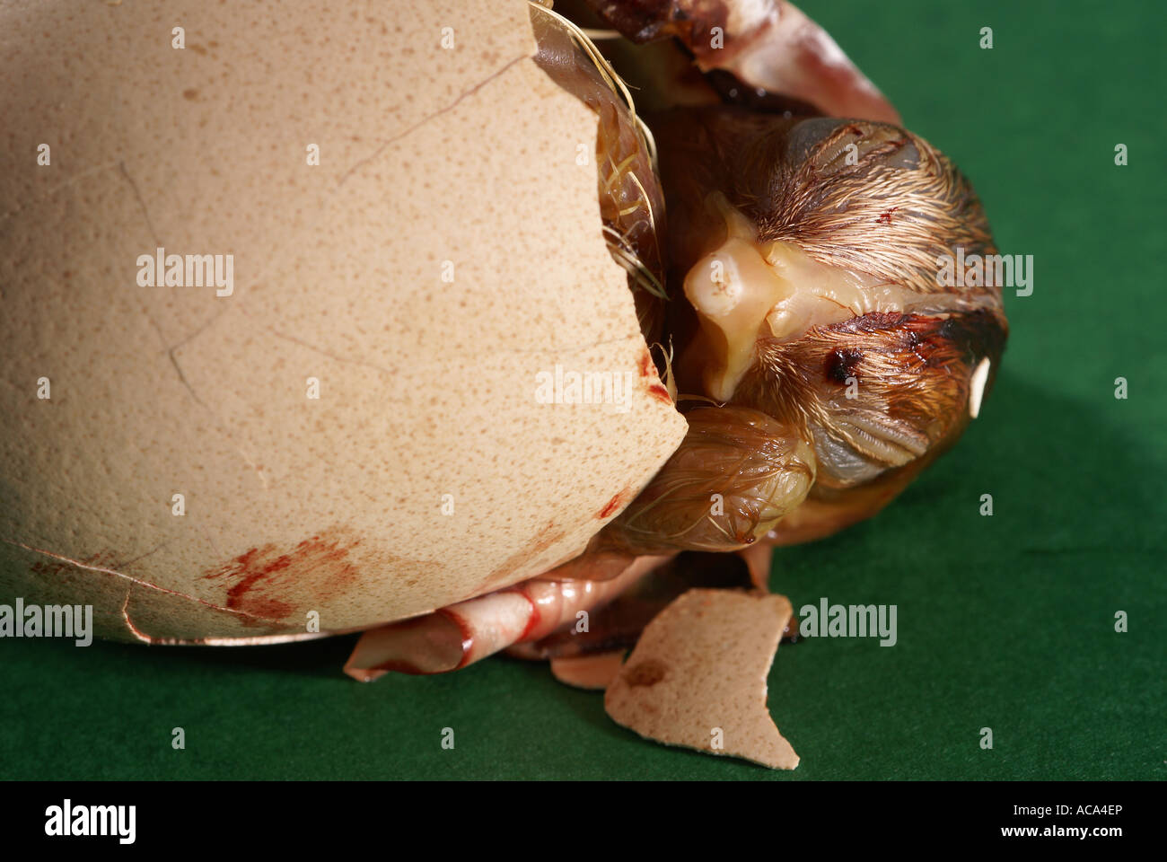 Hatching chick Stock Photo