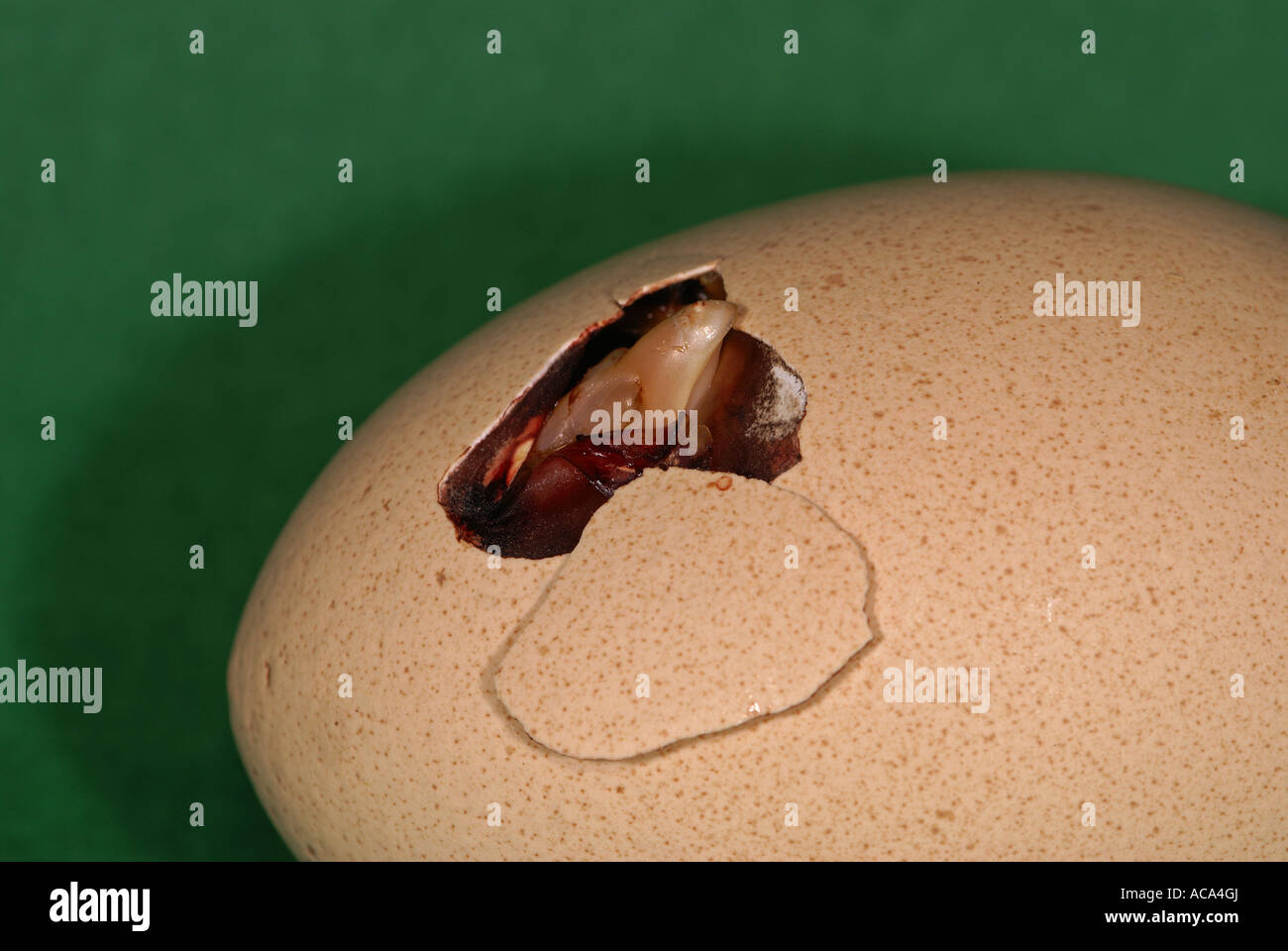 Hatching chick Stock Photo