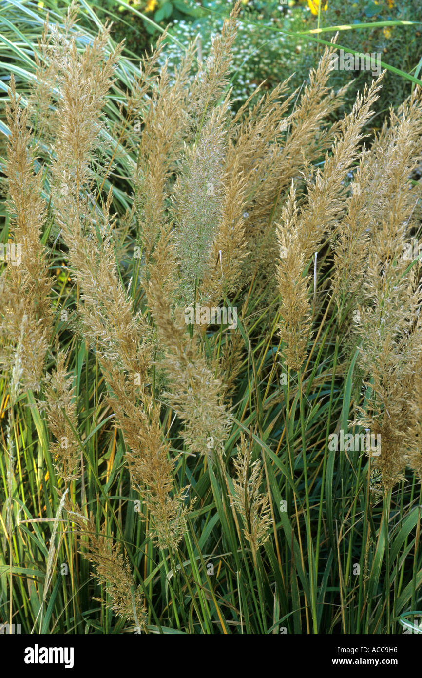 Calamagrostis brachytricha Stock Photo